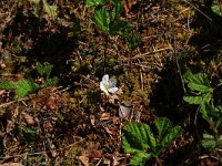 EST, Parnu maakond, Haademeeste vald, Nigula looduskaitseala 14, Saxifraga-Hans Boll