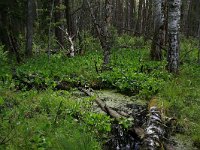 EST, Parnu maakond, Haademeeste vald, Nigula looduskaitseala 2, Saxifraga-Hans Boll