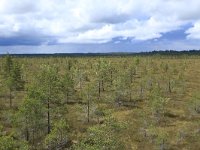 EST, Parnu maakond, Haademeeste vald, Nigula looduskaitseala 22, Saxifraga-Hans Boll