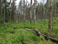 EST, Parnu maakond, Haademeeste vald, Nigula looduskaitseala 36, Saxifraga-Hans Boll