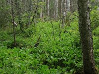 EST, Parnu maakond, Haademeeste vald, Nigula looduskaitseala 37, Saxifraga-Hans Boll