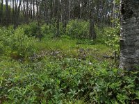 EST, Parnu maakond, Haademeeste vald, Nigula looduskaitseala 4, Saxifraga-Hans Boll