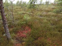 EST, Parnu maakond, Haademeeste vald, Nigula looduskaitseala 41, Saxifraga-Hans Boll