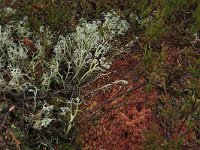 EST, Parnu maakond, Haademeeste vald, Nigula looduskaitseala 46, Saxifraga-Hans Boll