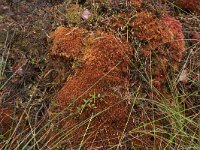 EST, Parnu maakond, Haademeeste vald, Nigula looduskaitseala 51, Saxifraga-Hans Boll