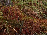 EST, Parnu maakond, Haademeeste vald, Nigula looduskaitseala 53, Saxifraga-Hans Boll