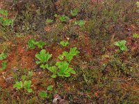 EST, Parnu maakond, Haademeeste vald, Nigula looduskaitseala 54, Saxifraga-Hans Boll