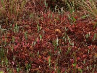 EST, Parnu maakond, Haademeeste vald, Nigula looduskaitseala 58, Saxifraga-Hans Boll