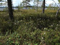 EST, Parnu maakond, Haademeeste vald, Nigula looduskaitseala 7, Saxifraga-Hans Boll