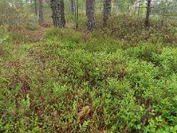 EST, Parnu maakond, Haademeeste vald, Nigula looduskaitseala 76, Saxifraga, Hans-Boll