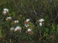 EST, Parnu maakond, Haademeeste vald, Nigula looduskaitseala 8, Saxifraga-Hans Boll