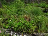 EST, Parnu maakond, Parnu 39, Saxifraga-Hans Boll