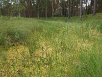 EST, Parnu maakond, Parnu, Lindi looduskaitseala 23, Saxifraga-Hans Boll