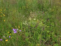 EST, Parnu maakond, Parnu, Natsi-Volla hoiuala 11, Saxifraga-Hans Boll