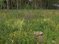 EST, Parnu maakond, Parnu, Natsi-Volla hoiuala 15, Saxifraga-Hans Boll