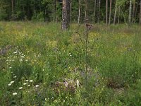 EST, Parnu maakond, Parnu, Natsi-Volla hoiuala 16, Saxifraga-Hans Boll