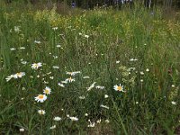 EST, Parnu maakond, Parnu, Natsi-Volla hoiuala 18, Saxifraga-Hans Boll