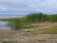 EST, Parnu maakond, Parnu, Natsi-Volla hoiuala 19, Saxifraga-Hans Boll