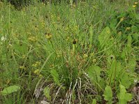 EST, Parnu maakond, Parnu, Natsi-Volla hoiuala 2, Saxifraga-Hans Boll