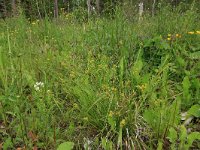 EST, Parnu maakond, Parnu, Natsi-Volla hoiuala 28, Saxifraga-Hans Boll