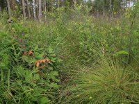 EST, Parnu maakond, Parnu, Natsi-Volla hoiuala 8, Saxifraga-Hans Boll