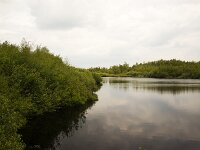 Small lake in Dutch National Park De Groote Peel, Nederweert, Limburg, Netherlands  Small lake in Dutch National Park De Groote Peel, Nederweert, Limburg, Netherlands : National park De Groote Peel, national park, np, Groote Peel, Nederweert, Limburg, Netherlands, Dutch, Europe, european, landscape, rural landscape, rural scene, non-urban scene, non-urban landscape, rural, nature reserve, protected area, Natura 2000, de Pelen, nature, natural, spring, springtime, nobody, no people, lake, pool, mere, water, reflection, mirroring, bush, bushes, shrub, shrubs