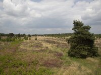 Typical landscape of Dutch National Park De Groote Peel, Nederweert, Limburg, Netherlands  Typical landscape of Dutch National Park De Groote Peel, Nederweert, Limburg, Netherlands : National park De Groote Peel, national park, np, Groote Peel, Nederweert, Limburg, Netherlands, Dutch, Europe, european, landscape, rural landscape, rural scene, non-urban scene, non-urban landscape, rural, nature reserve, protected area, Natura 2000, de Pelen, nature, natural, spring, springtime, nobody, no people, grass, grassy, wild, tree, trees, birch, birches, wide, spatial, horizon, dry