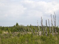 Land art with trunks of Silver birch  in Dutch National Park De Groote Peel, Nederweert, Limburg, Netherlands  Land art with trunks of Silver birch  in Dutch National Park De Groote Peel, Nederweert, Limburg, Netherlands : National park De Groote Peel, national park, np, Groote Peel, Nederweert, Limburg, Netherlands, Dutch, Europe, european, landscape, rural landscape, rural scene, non-urban scene, non-urban landscape, rural, nature reserve, protected area, Natura 2000, de Pelen, nature, natural, spring, springtime, nobody, no people land art, art, trunk, trunks, silver birch, upright