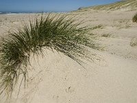 DK, Midtjylland, Holsterbo, Thorsminde 3, Saxifraga-Jan van der Straaten