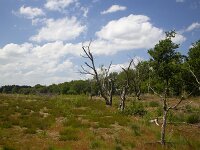 Heathfield recovered from recent fire in Dutch National Park De Maasduinen; Bergen, Limburg, Netherlands  Heathfield recovered from recent fire in Dutch National Park De Maasduinen; Bergen, Limburg, Netherlands : National park De Maasduinen, national park, np, Maasduinen, Bergen, Limburg, Netherlands, Dutch, Europe, european, landscape, rural landscape, rural scene, non-urban scene, non-urban landscape, rural, nature reserve, protected area, Natura 2000, nature, natural, spring, springtime, nobody, no people, summer, summertime, fire, forest fire, bush fire, heathland fire, recover, recovering, heather, heatland, tree, trees, grass, tussock, tussocks, dead trees, birch, birches, dead