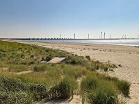 Sandy dunes vovered with Marram grass (Ammophila arenaria), Burgh-Haamstede, Zeeland, Netherlands  Sandy dunes vovered with Marram grass (Ammophila arenaria), Burgh-Haamstede, Zeeland, Netherlands : Burgh-Haamstede, Zeeland, Netherlands, dutch, europe, european, rural, rural landscape, landscape, rural scene, non-urban scene, sand, sandy, no people, nobody, dune, dunes, marram grass, grass, Ammophila arenaria, growth, summer, summertime, nature, natural