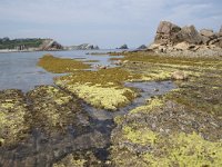 E, Cantabria, Liencres, Punta del Pino 34, Saxifraga-Willem van Kruijsbergen