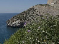 E, Granada, Gualchos, Castell de Ferro 3, Saxifraga-Jan van der Straaten