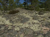 S, Gavleborgs lan, Hudiksvall, Holick 15, Saxifraga-Jan van der Straaten