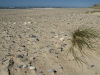 DK, Midtjylland, Holsterbo, Thorsminde 4, Saxifraga-Jan van der Straaten