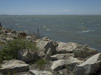 F, Bouches-du-Rhone, Saintes Maries de la Mer, Etang de Vaccares 14, Saxifraga-Marijke Verhagen