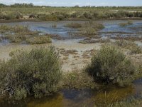 F, Bouches-du-Rhone, Saintes Maries de la Mer, Etang de Vaccares 20, Saxifraga-Marijke Verhagen