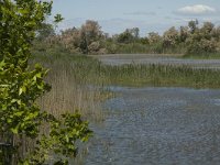 F, Bouches-du-Rhone, Saintes Maries de la Mer, Etang de Vaccares 5, Saxifraga-Marijke Verhagen