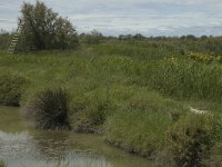 F, Bouches-du-Rhone, Saintes Maries de la Mer, Marais de la Grand Mar 16, Saxifraga-Marijke Verhagen