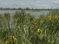 F, Bouches-du-Rhone, Saintes Maries de la Mer, Marais de la Grand Mar 17, Saxifraga-Marijke Verhagen