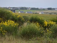 F, Morbihan, Guidel, Guidel Plage 5, Saxifraga-Theo Verstrael