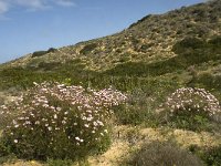 P, Faro, Aljezur, Carrapateira 102, Saxifraga-Willem van Kruijsbergen