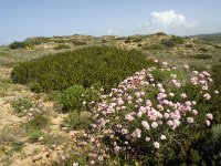 P, Faro, Aljezur, Carrapateira 112, Saxifraga-Willem van Kruijsbergen