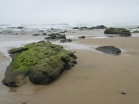 P, Faro, Vila do Bispo, Praia da Cordoama 23, Saxifraga-Willem van Kruijsbergen