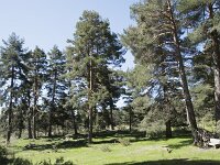 E, Avila, Navarradonda de Gredos, Parador de Gredos 3, Saxifraga-Willem van Kruijsbergen