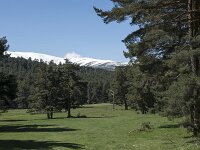 E, Avila, Navarradonda de Gredos, Parador de Gredos 5, Saxifraga-Willem van Kruijsbergen