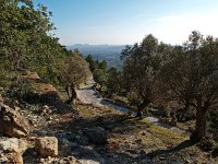 E, Mallorca, Alaro 8, Saxifraga-Hans Dekker