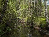 S, Jonkopings lan, Gnosjo, Kavsjon 12, Saxifraga-Marijke Verhagen