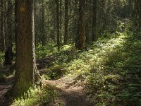 S, Vasternorrlands lan, Ornskoldsvik, Skuleskogen 16, Saxifraga-Marijke Verhagen