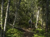 S, Vasternorrlands lan, Ornskoldsvik, Skuleskogen 19, Saxifraga-Marijke Verhagen